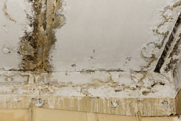 Mold Odor Removal Services in Flatwoods, KY