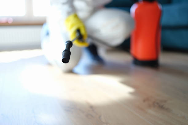 Reliable Flatwoods, KY Mold Removal Solutions