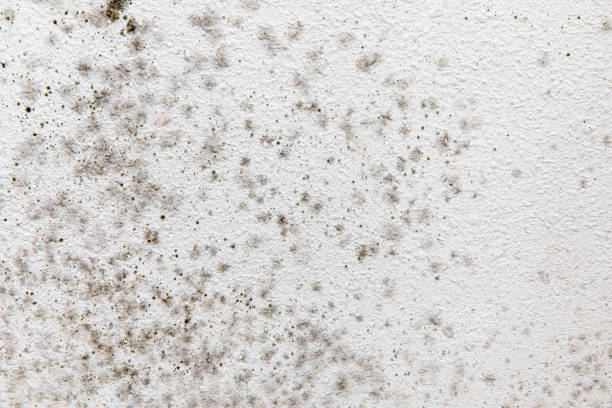 Best Basement Mold Removal  in Flatwoods, KY