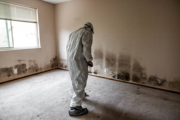 Best Mold Damage Restoration  in Flatwoods, KY