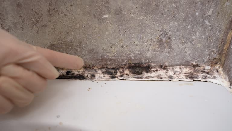 Best Biohazard Mold Removal  in Flatwoods, KY