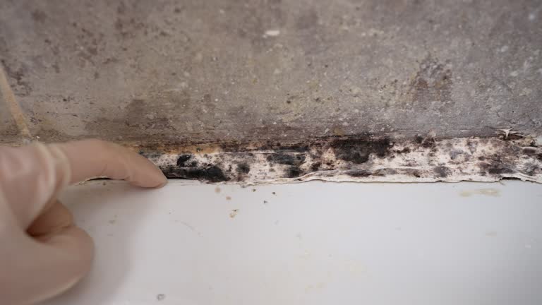 Best Environmental Consulting for Mold Prevention  in Flatwoods, KY